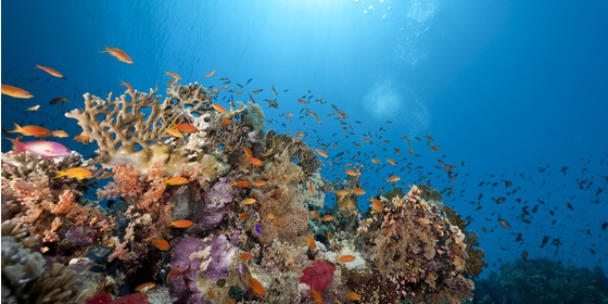 Zano e filtri fisici: Positive Reef Impact Initiative
